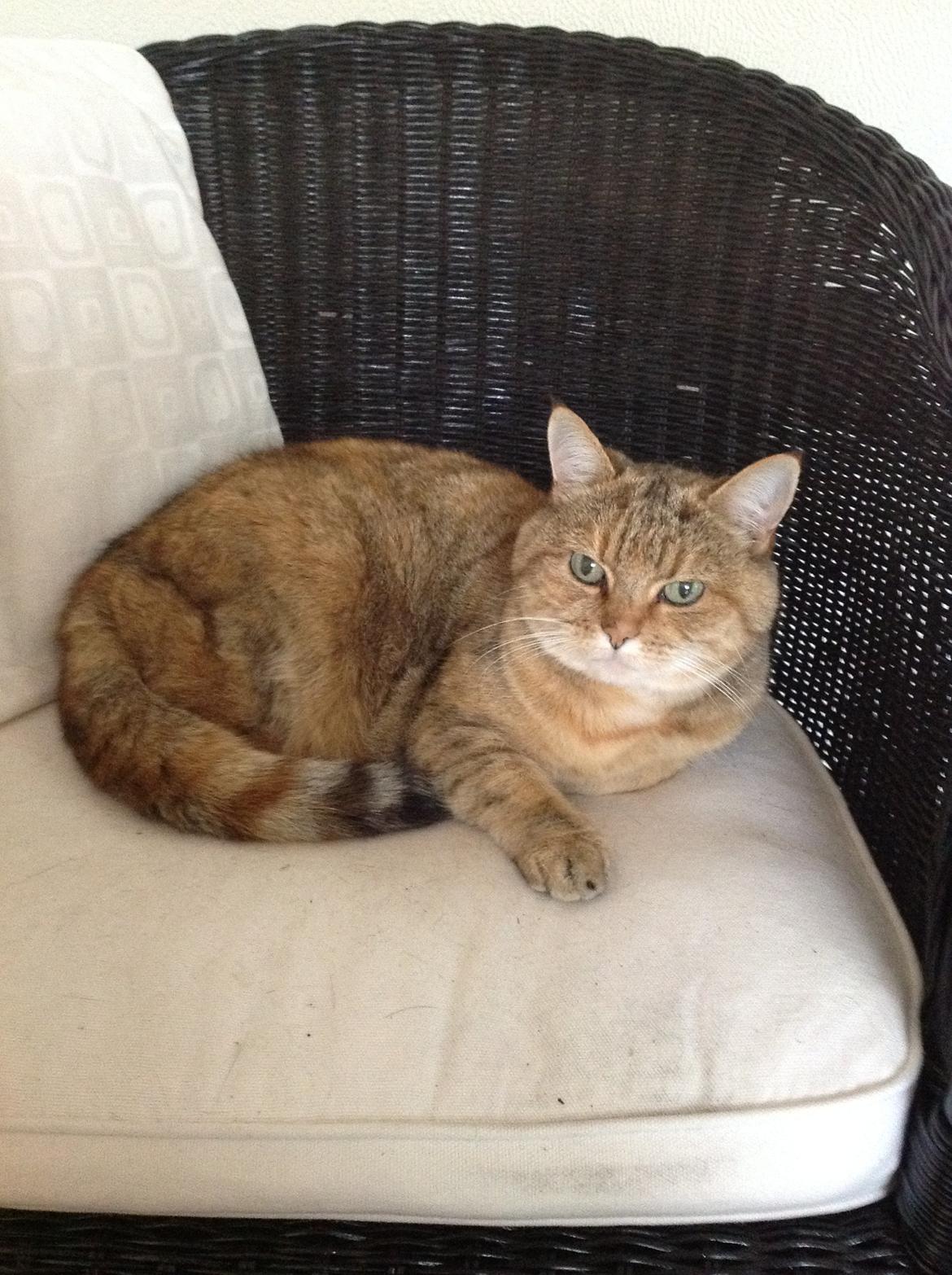 Blanding af racer Lille mis billede 1