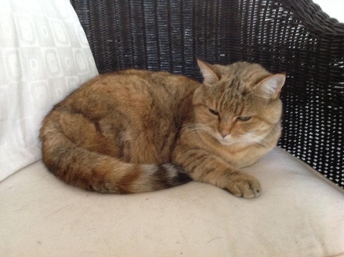 Blanding af racer Lille mis billede 2