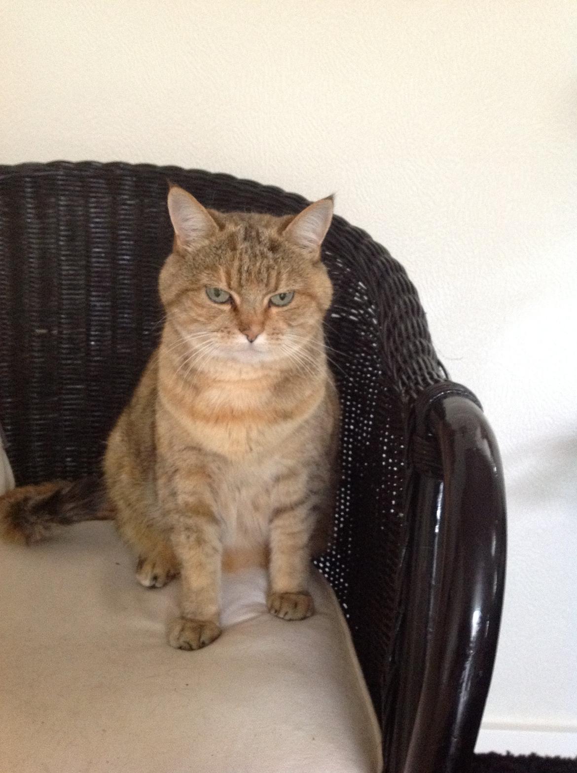 Blanding af racer Lille mis billede 3