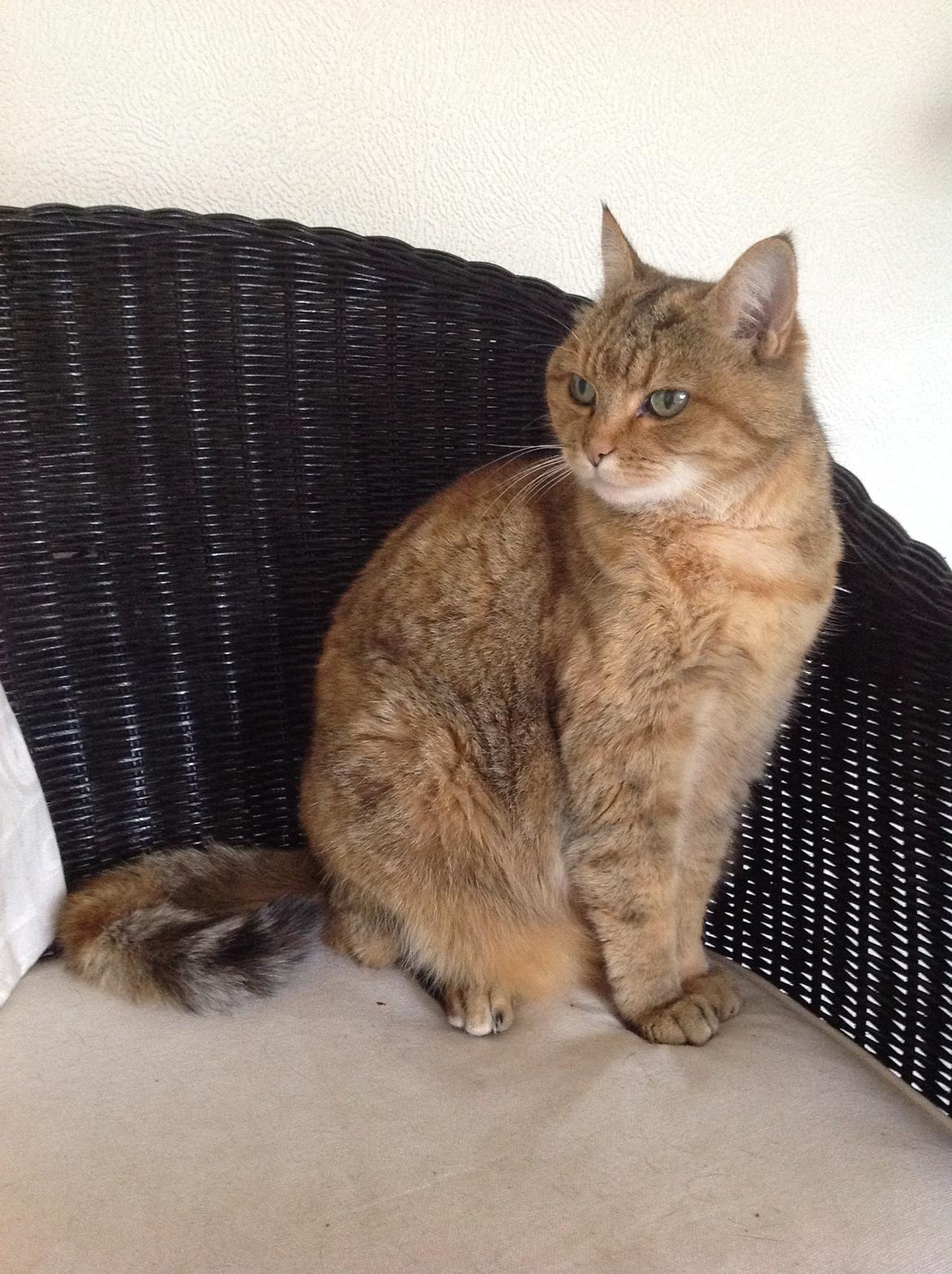 Blanding af racer Lille mis billede 4