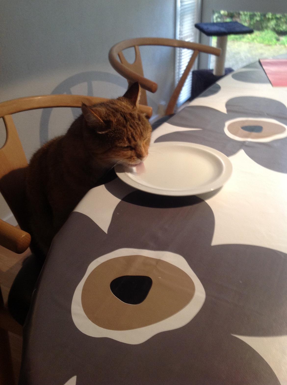 Blanding af racer Lille mis billede 5