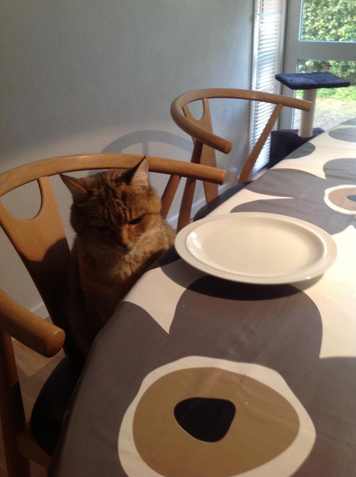 Blanding af racer Lille mis billede 6