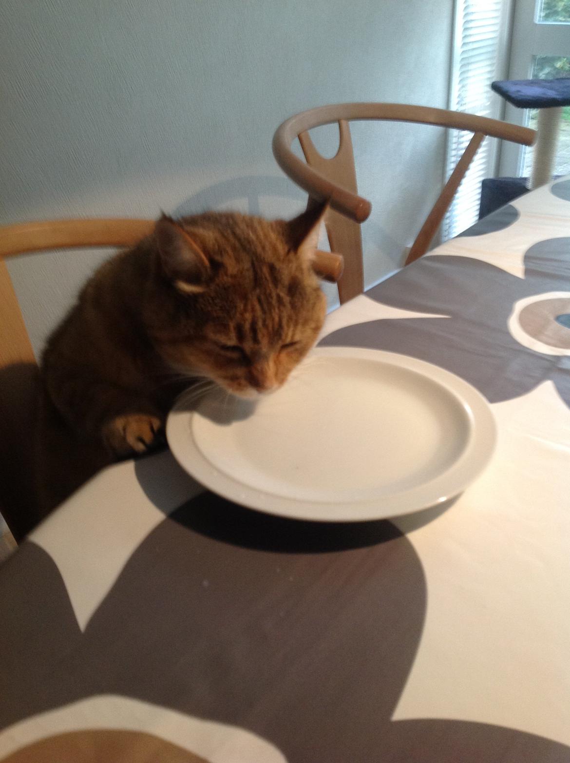 Blanding af racer Lille mis billede 7