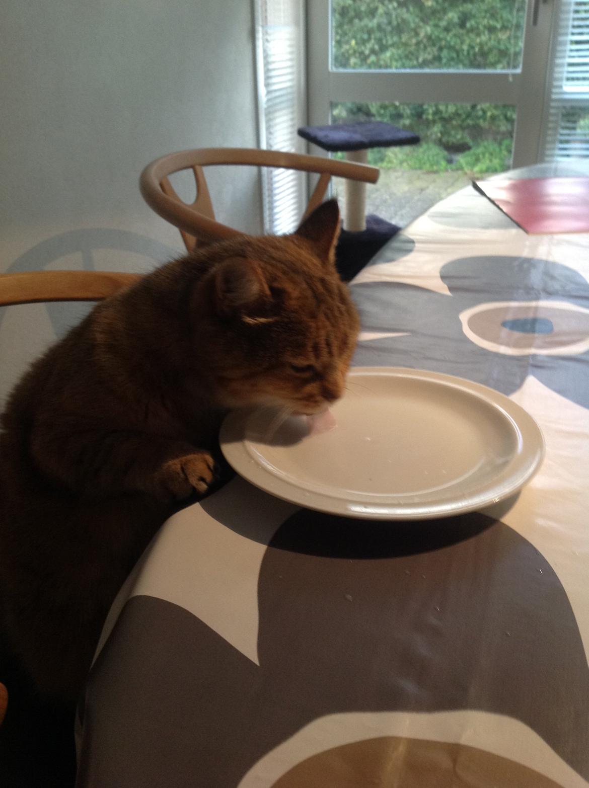 Blanding af racer Lille mis billede 8