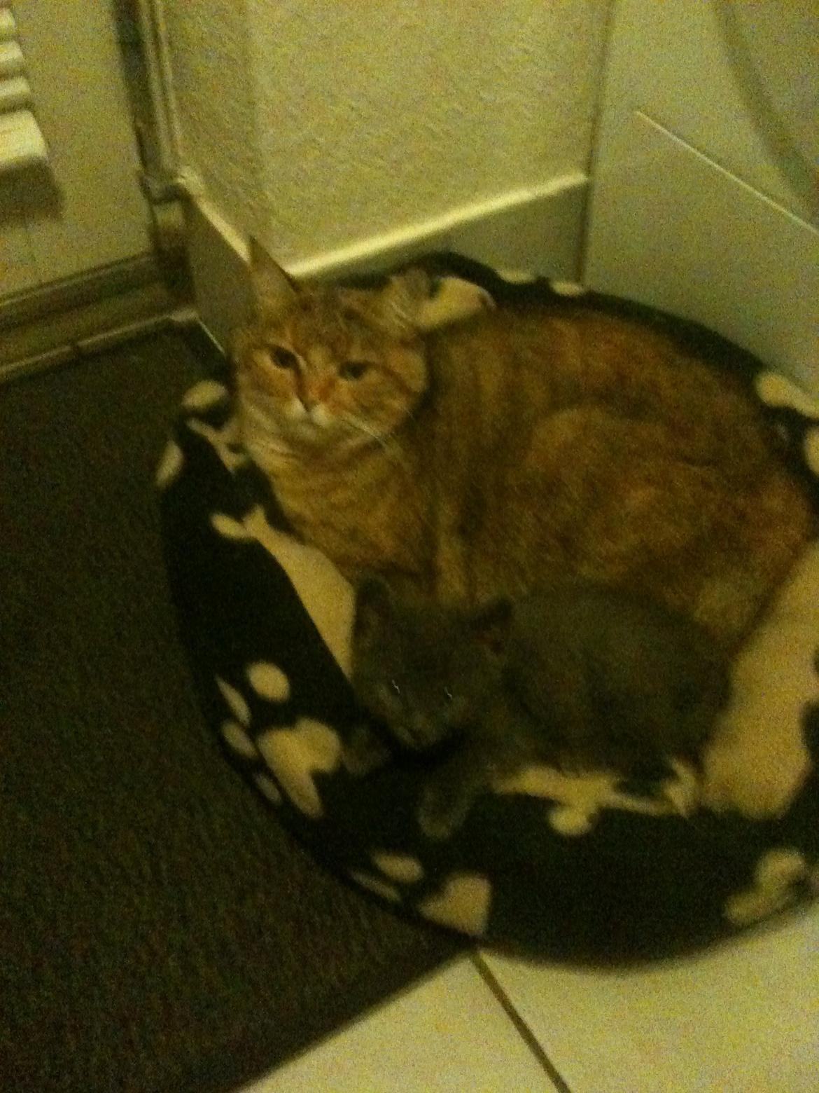 Blanding af racer Lille mis billede 9