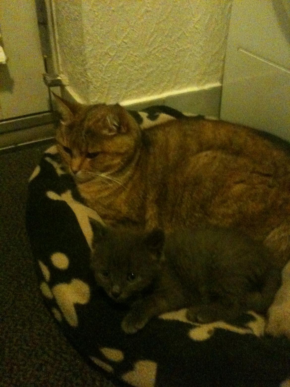 Blanding af racer Lille mis billede 10