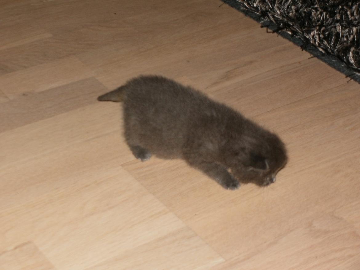 Huskat Vita billede 1