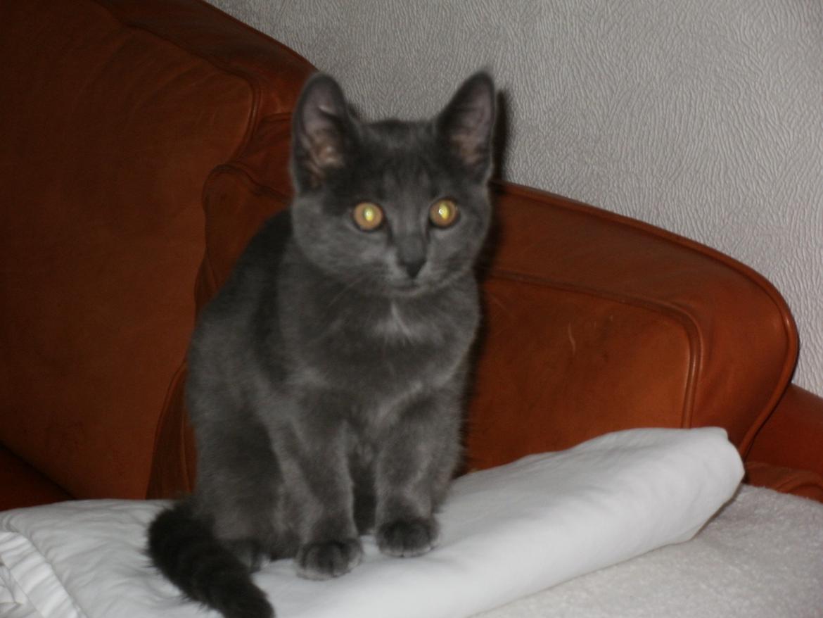 Huskat Vita billede 2