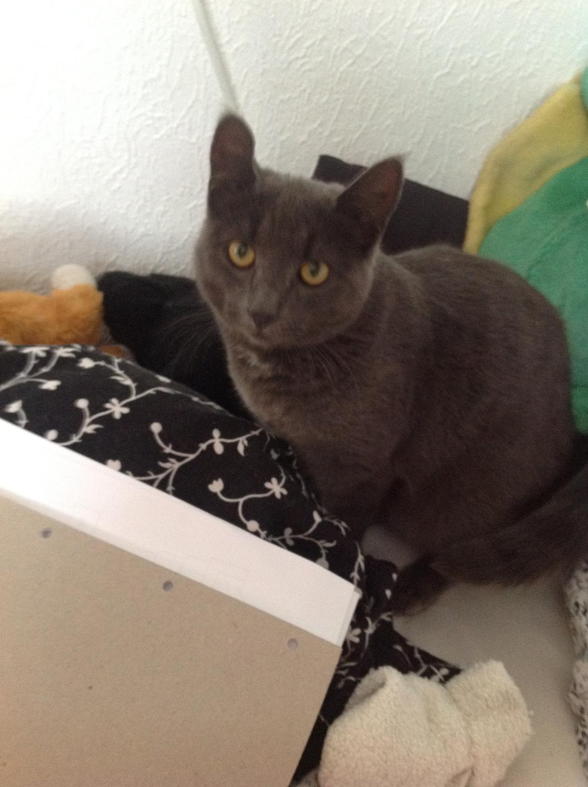 Huskat Vita billede 4