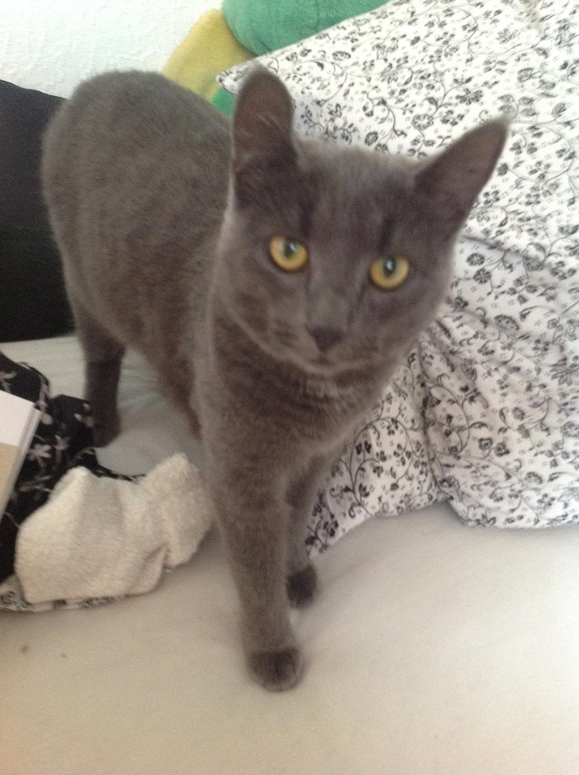 Huskat Vita billede 5