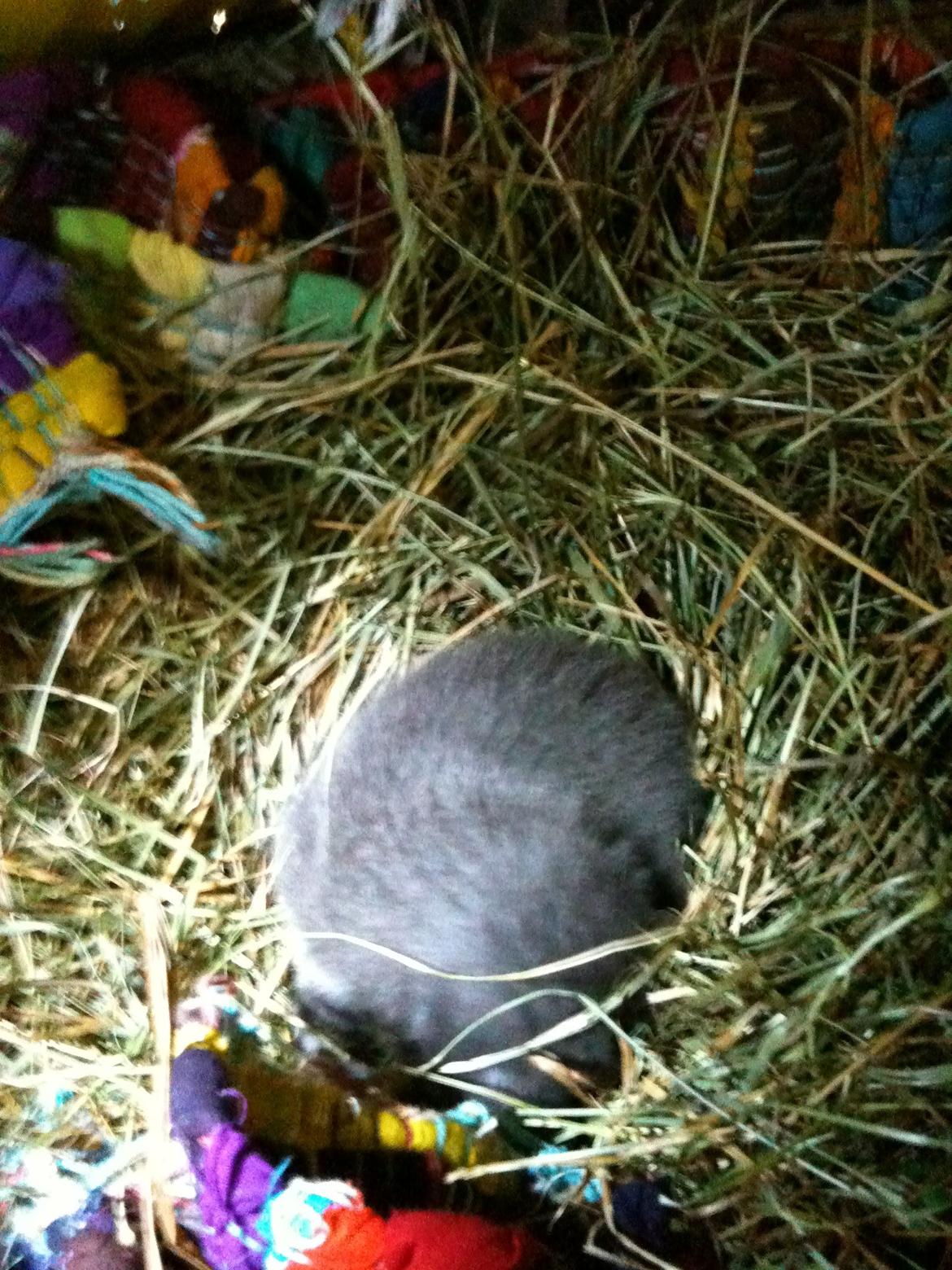 Huskat Vita billede 7