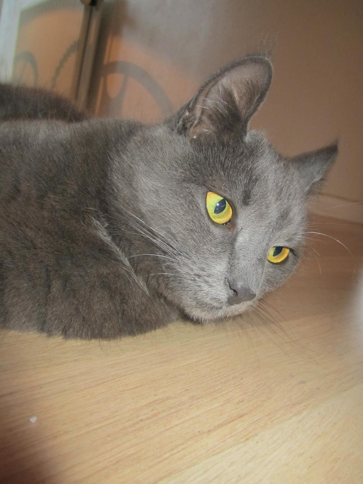 Huskat Vita billede 8