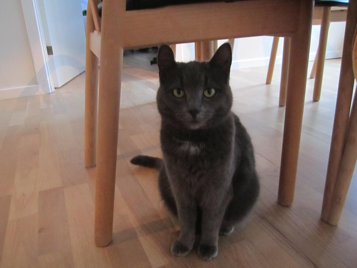 Huskat Vita billede 9