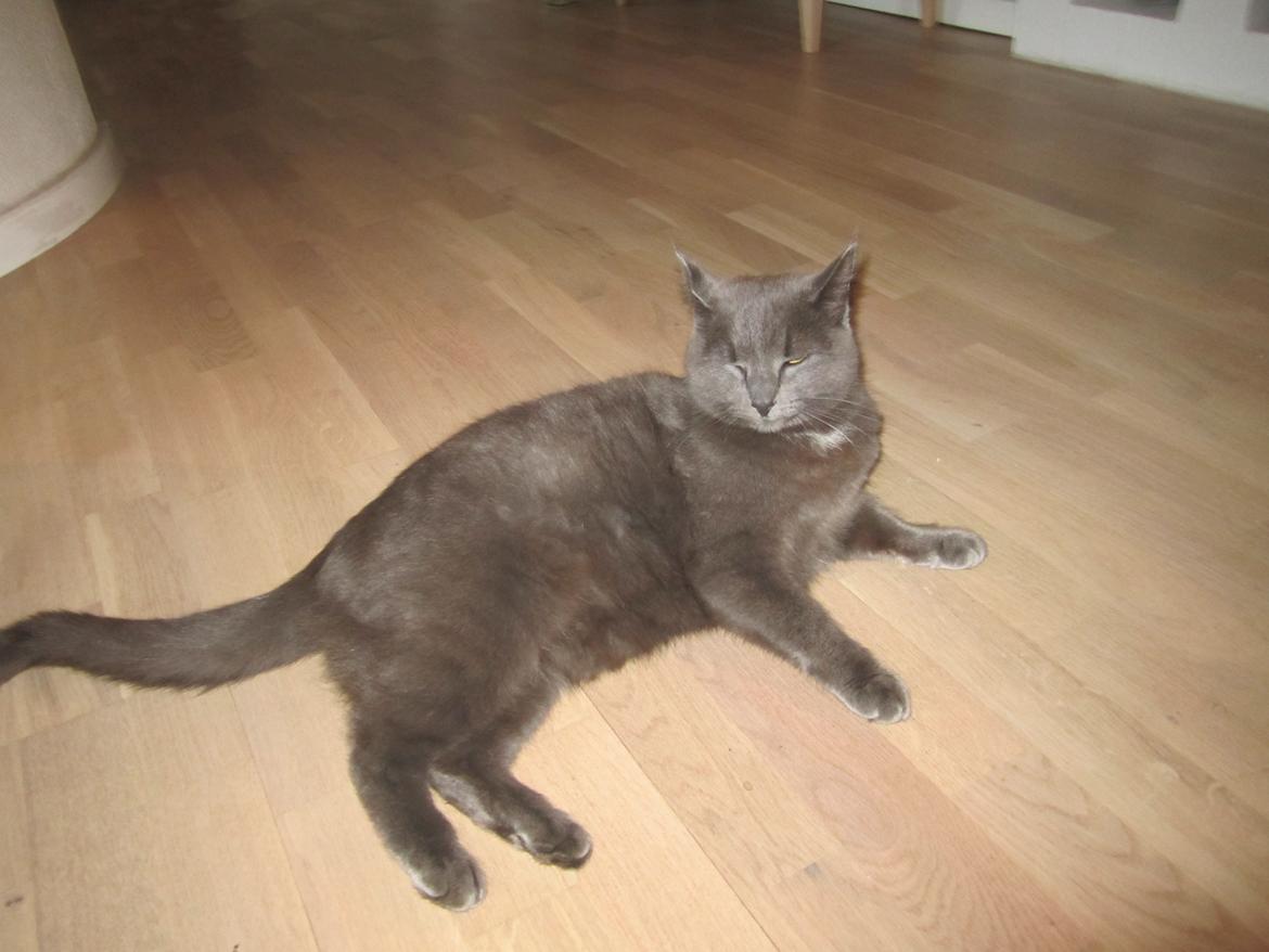 Huskat Vita billede 10