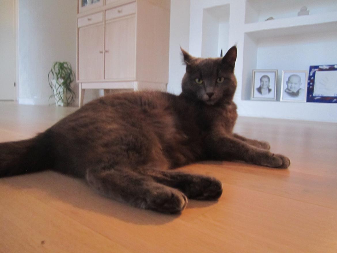 Huskat Vita billede 11