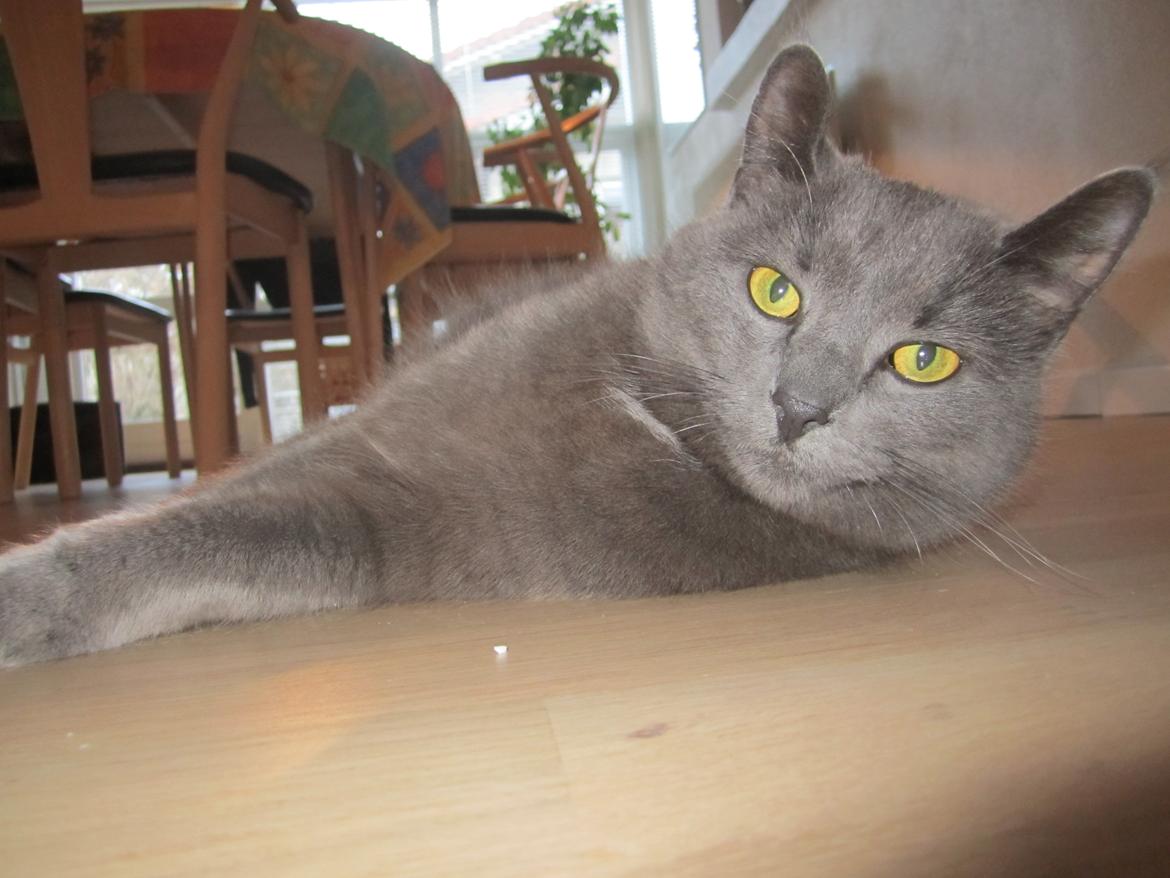 Huskat Vita billede 12