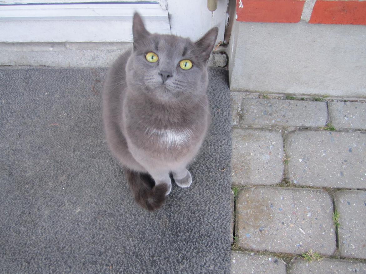 Huskat Vita billede 13