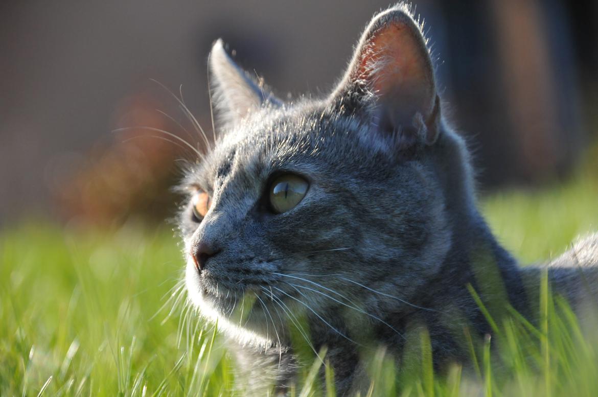 Blanding af racer Mitzi billede 5