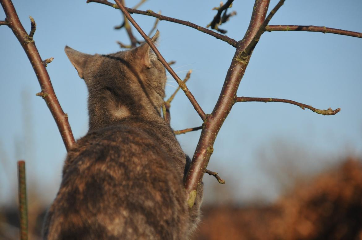 Blanding af racer Mitzi billede 8