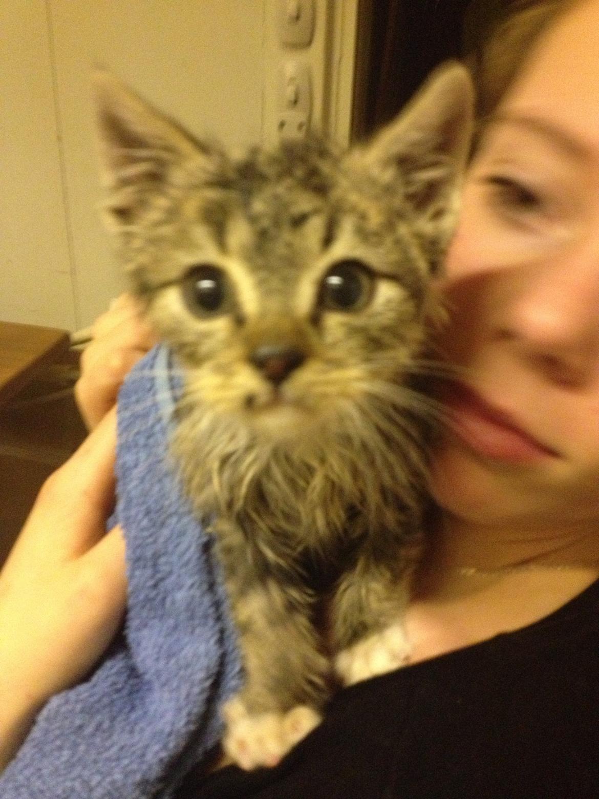 Huskat Mufasa billede 1