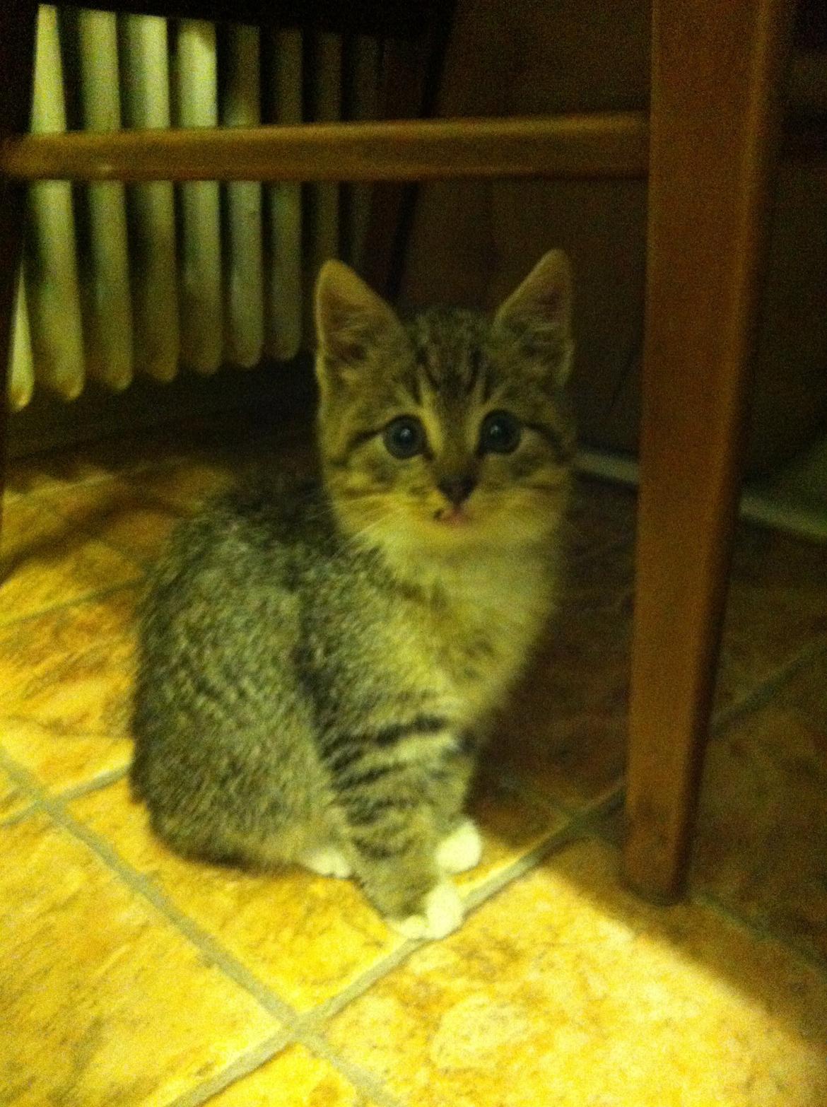 Huskat Mufasa billede 2