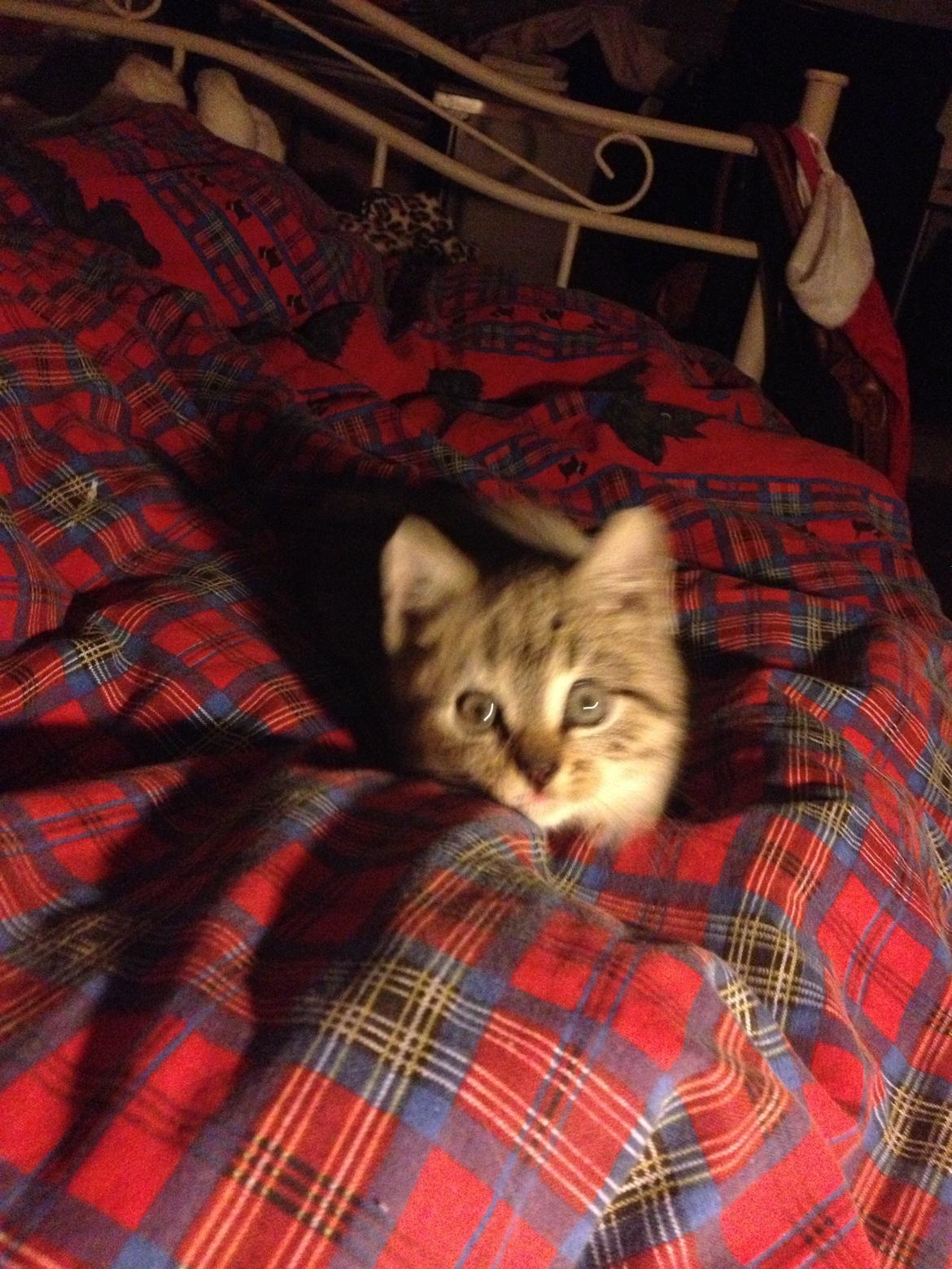 Huskat Mufasa billede 3