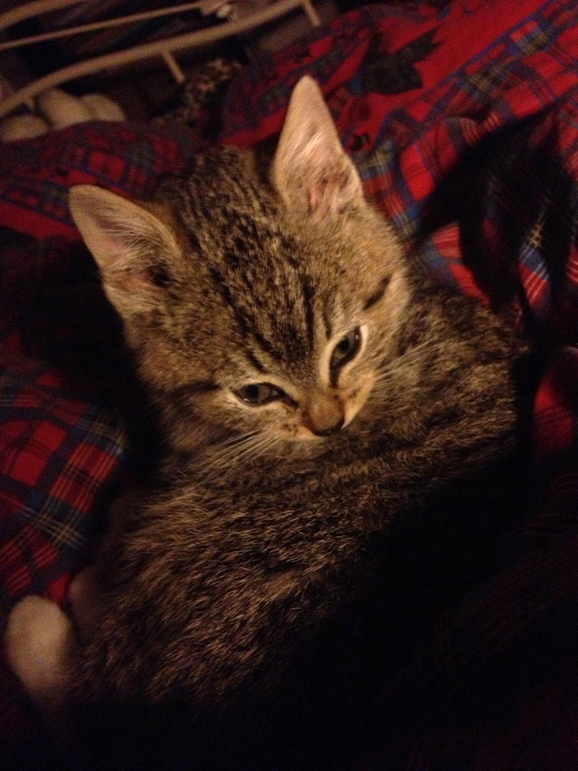 Huskat Mufasa billede 4