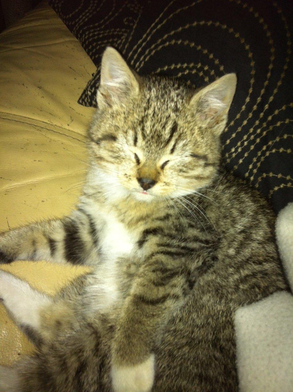 Huskat Mufasa billede 5