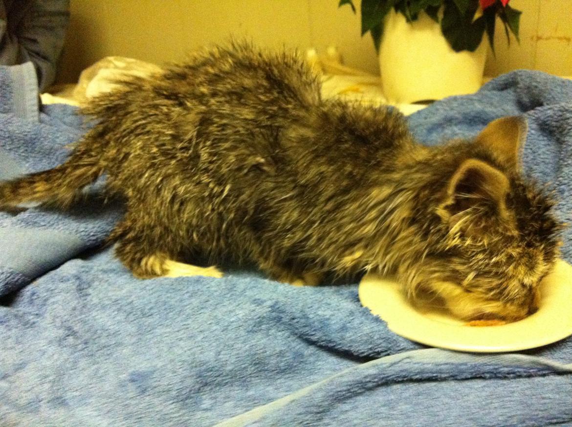 Huskat Mufasa billede 6