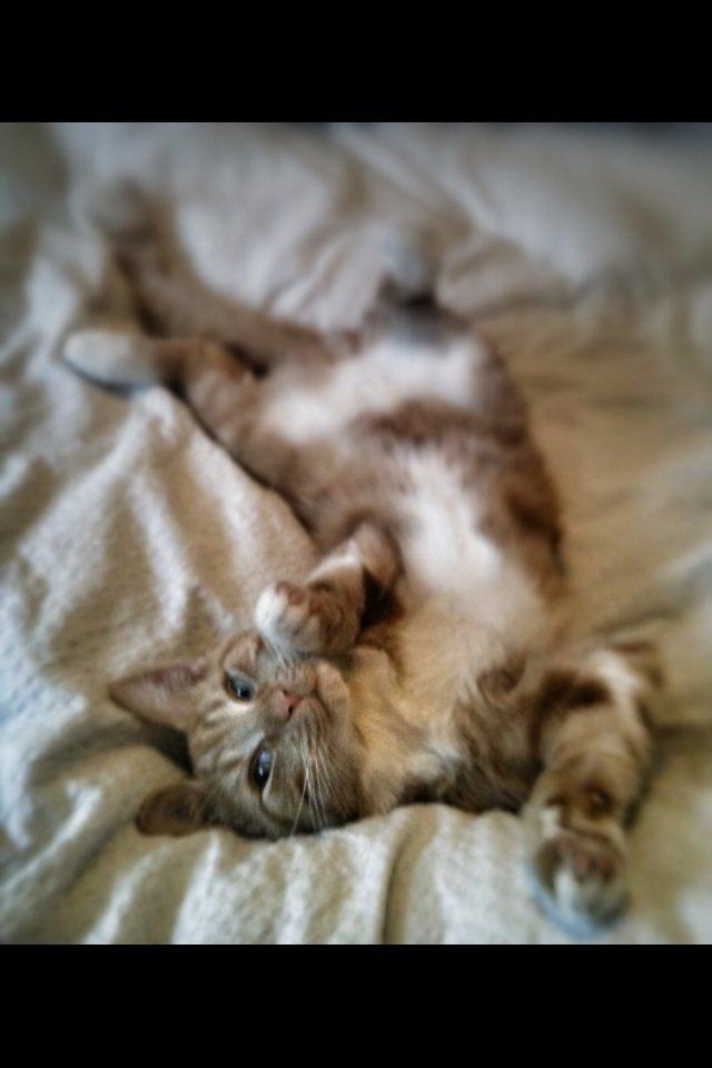 Huskat Mufasa billede 7