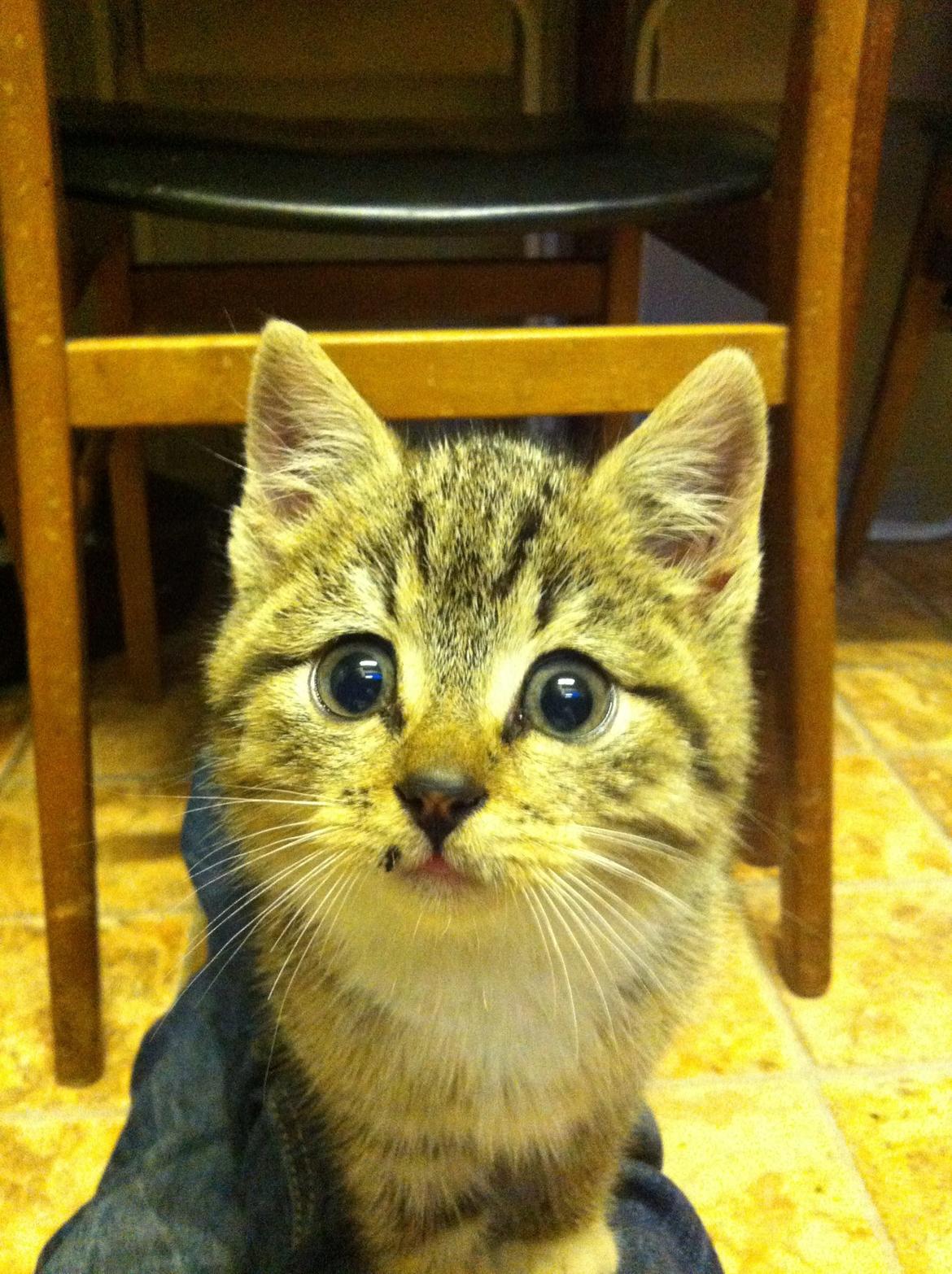 Huskat Mufasa billede 8