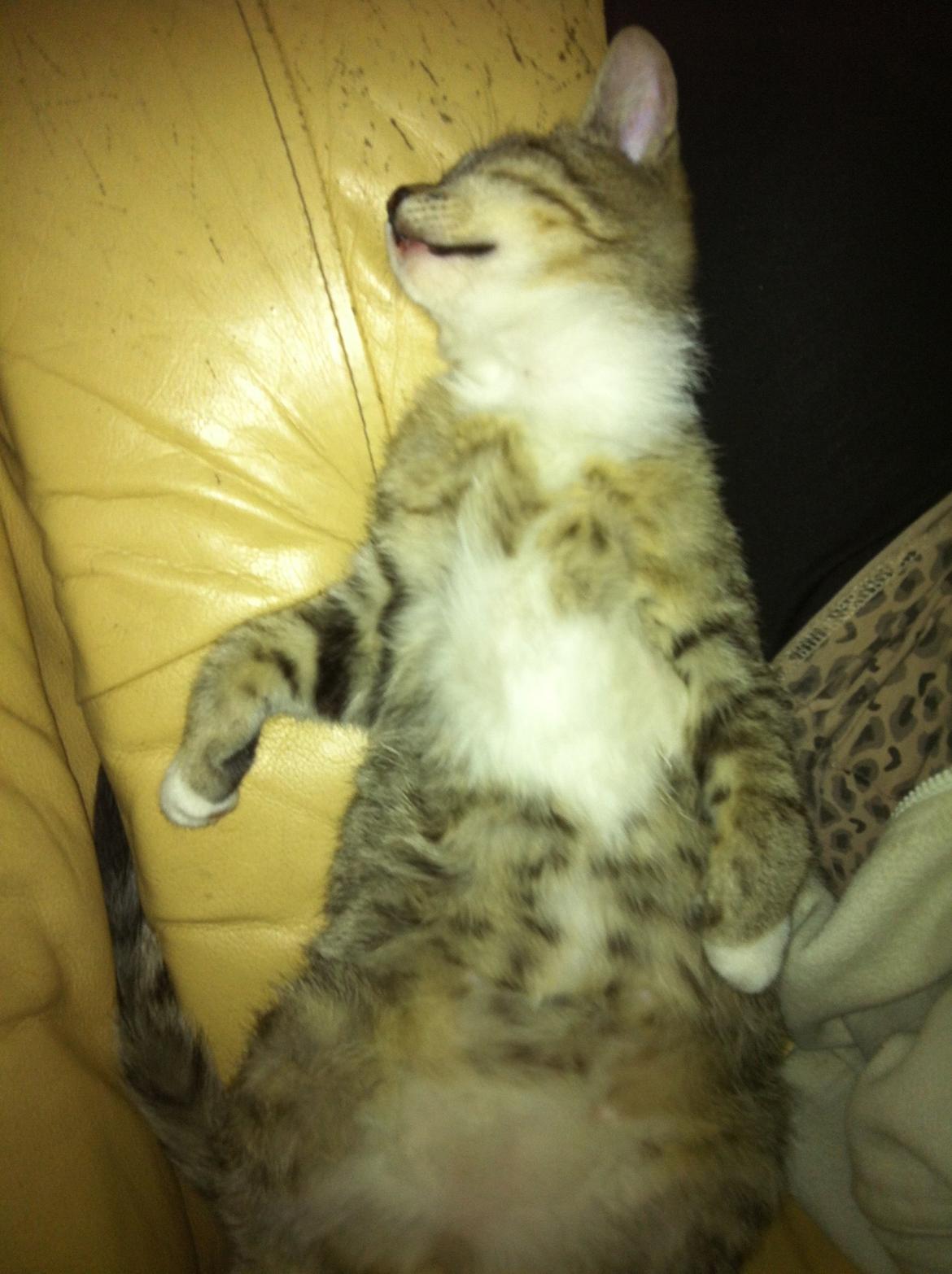 Huskat Mufasa billede 9