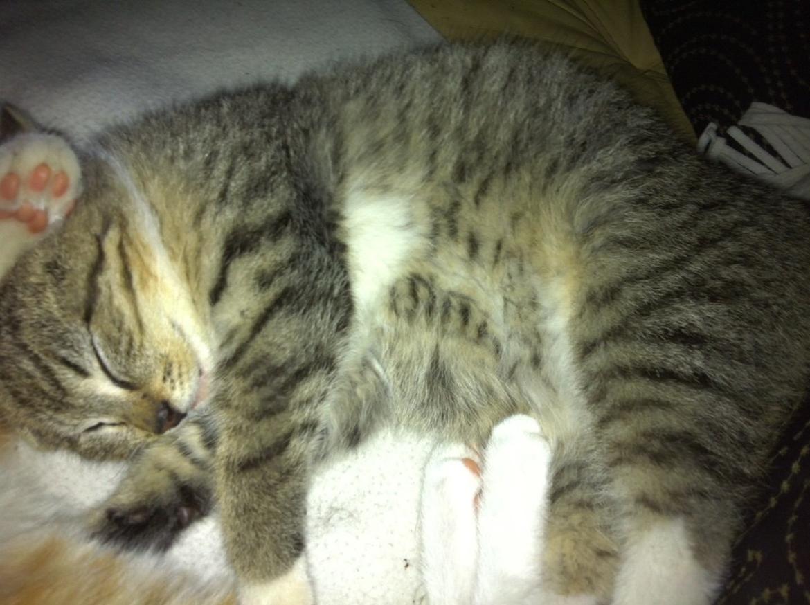 Huskat Mufasa billede 10