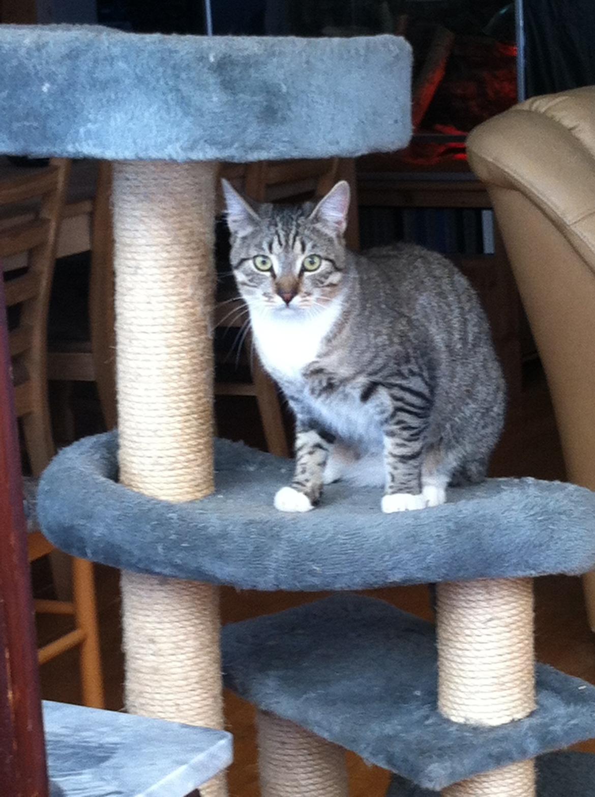 Huskat Mufasa billede 11