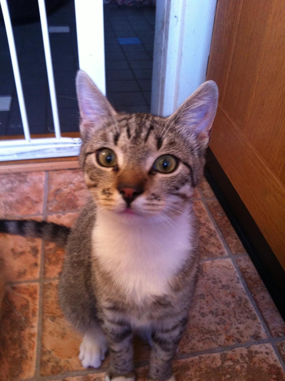 Huskat Mufasa billede 12