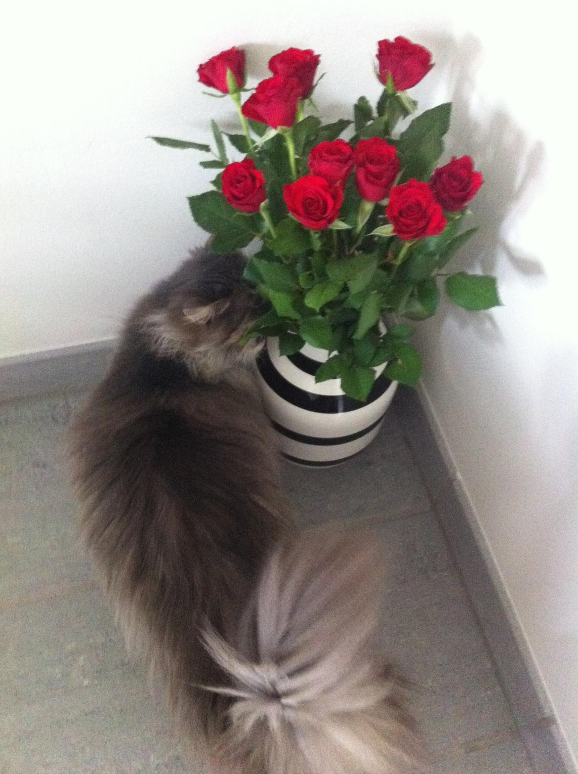 Maine Coon Athene - De nye blomster skulle da lige tjekkes ud. billede 1