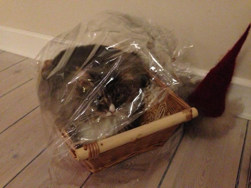 Maine Coon Athene - Det var lige før at Athene var gladere for gave kurven end vi var.  billede 2