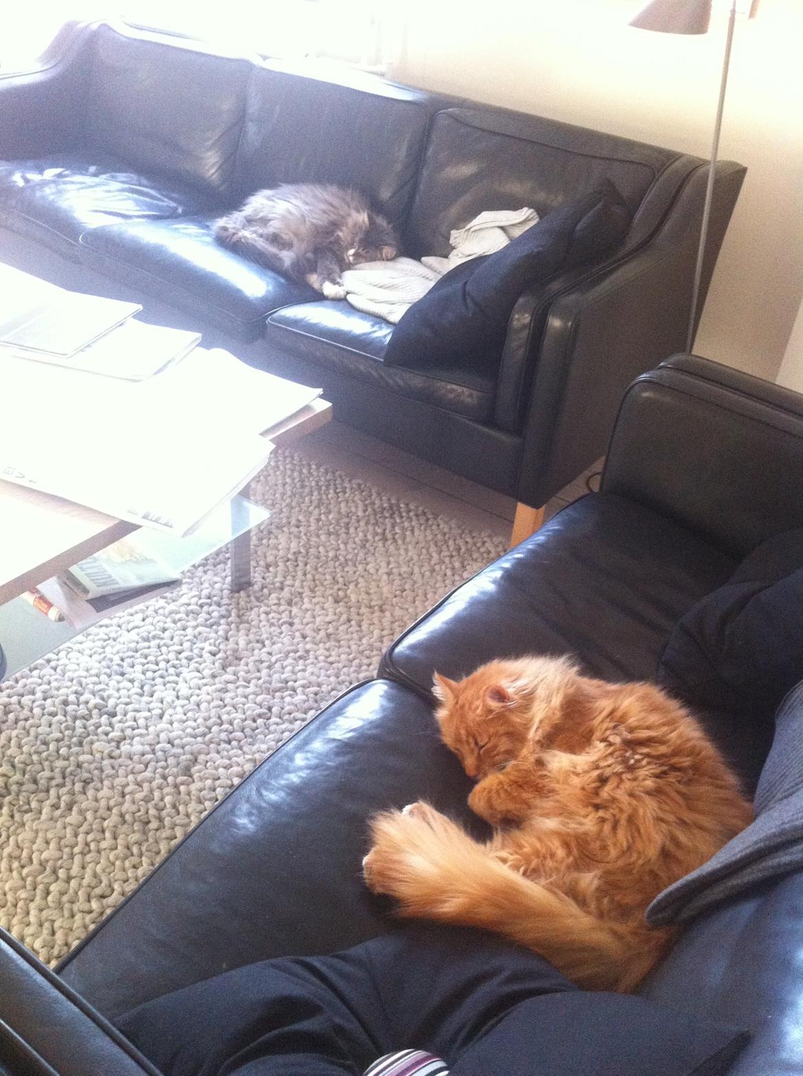 Maine Coon Athene - Den orange er min anden kat Herkules. Den grå der ligger bagerst er Athene. De flader begge ud i sofaen. Ikke tale om at vi skulle bruge de sofaer.  billede 3