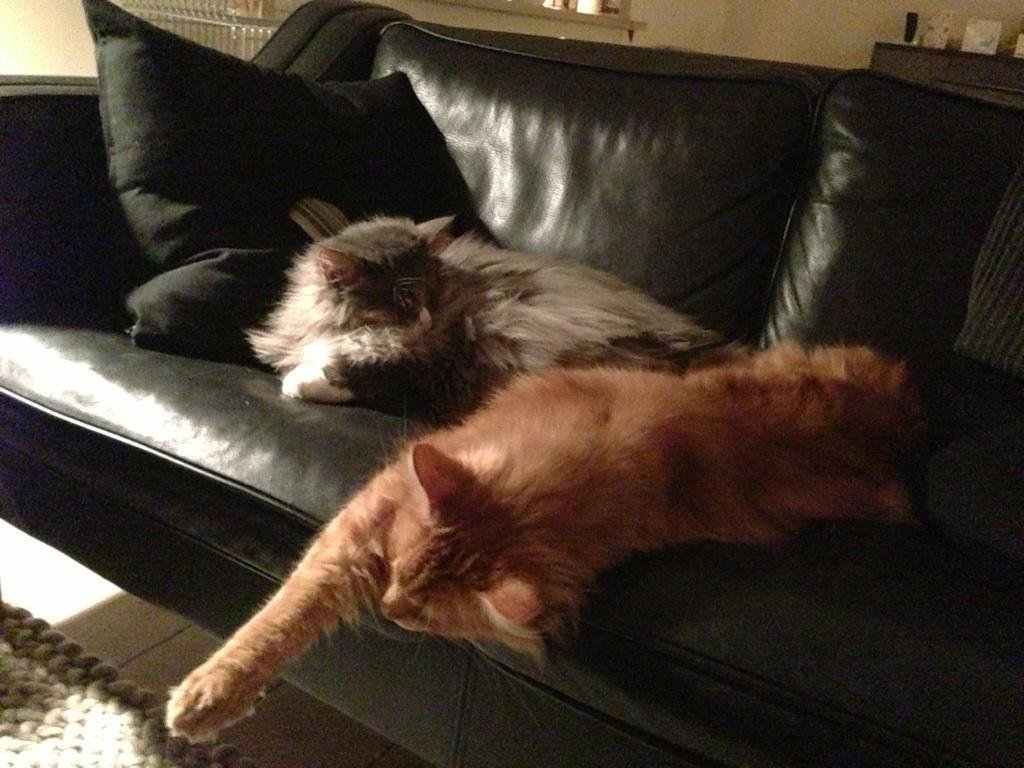 Maine Coon Athene - Athene(Grå) og Herkules(Rød) har endnu engang indtaget sofaen.  billede 5