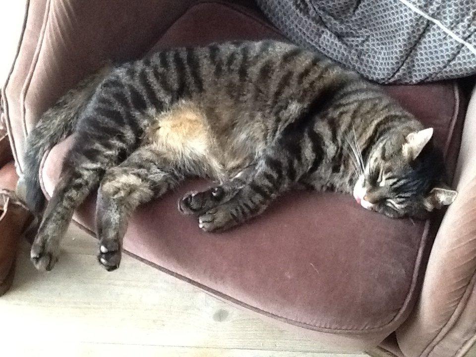 Huskat Simba billede 2