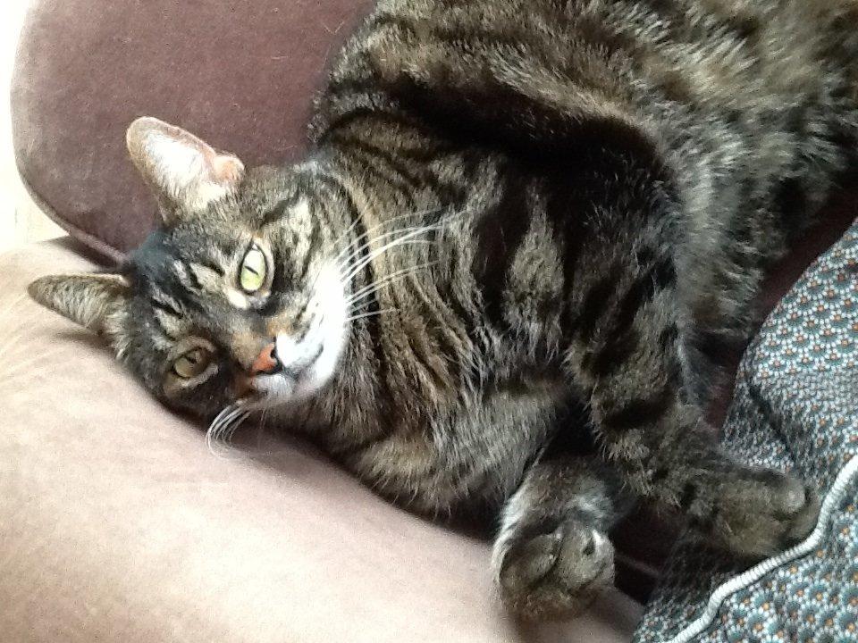 Huskat Simba billede 3