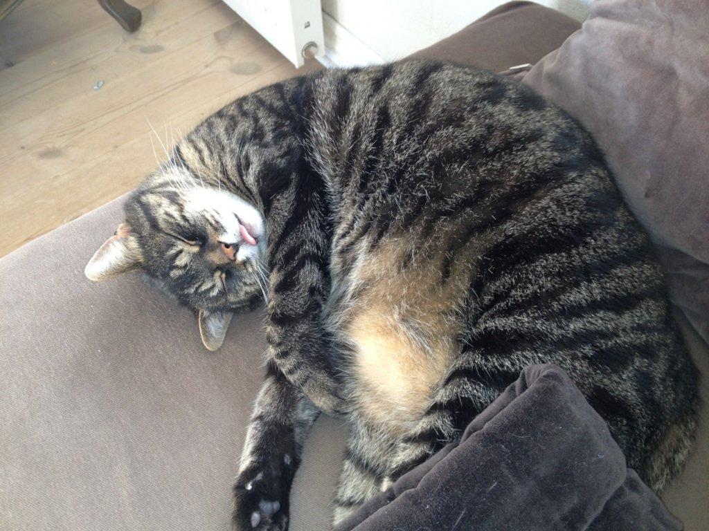 Huskat Simba billede 4