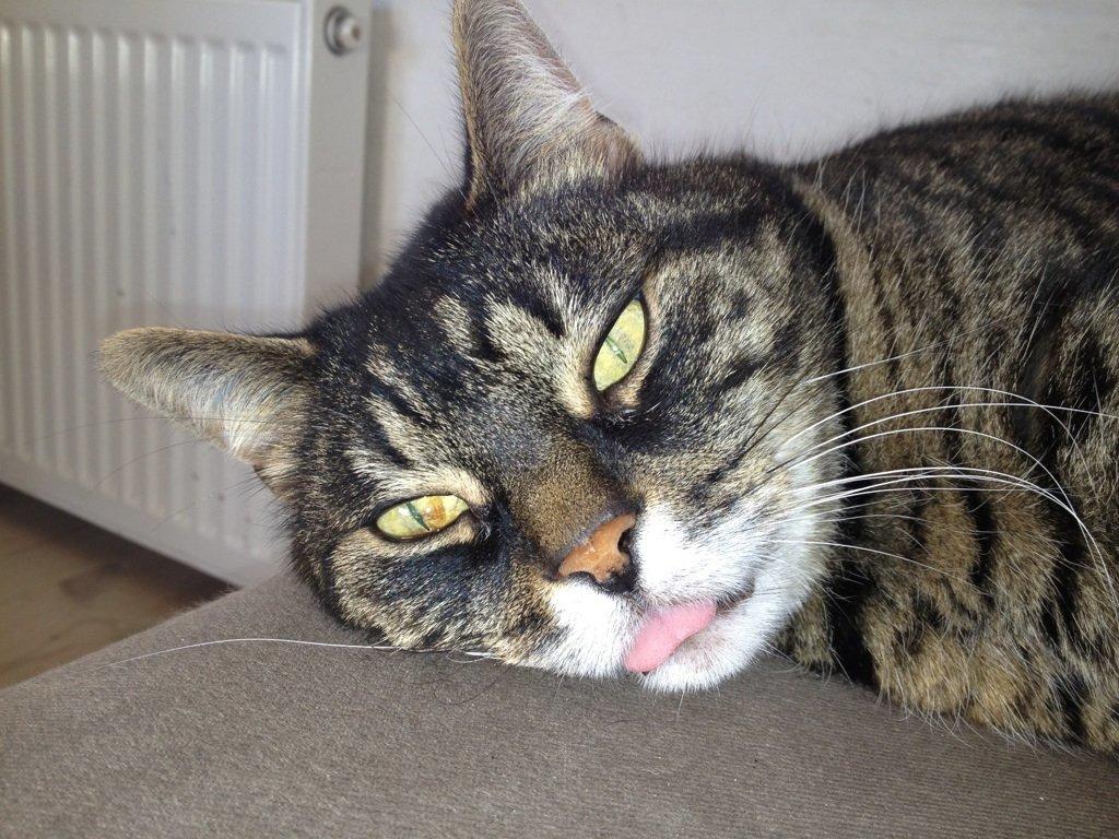 Huskat Simba billede 5