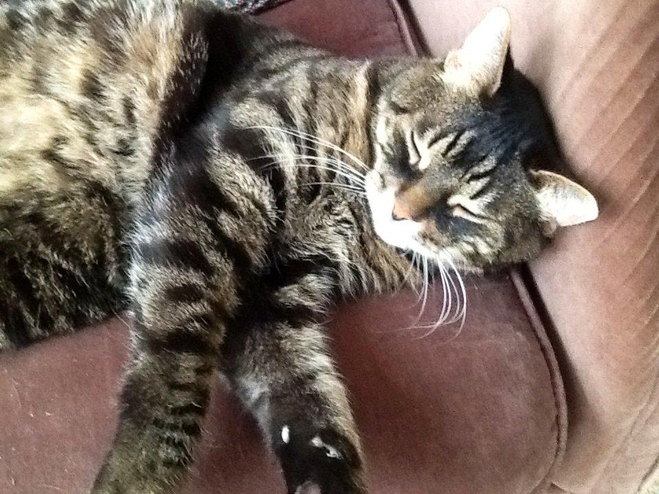 Huskat Simba billede 6