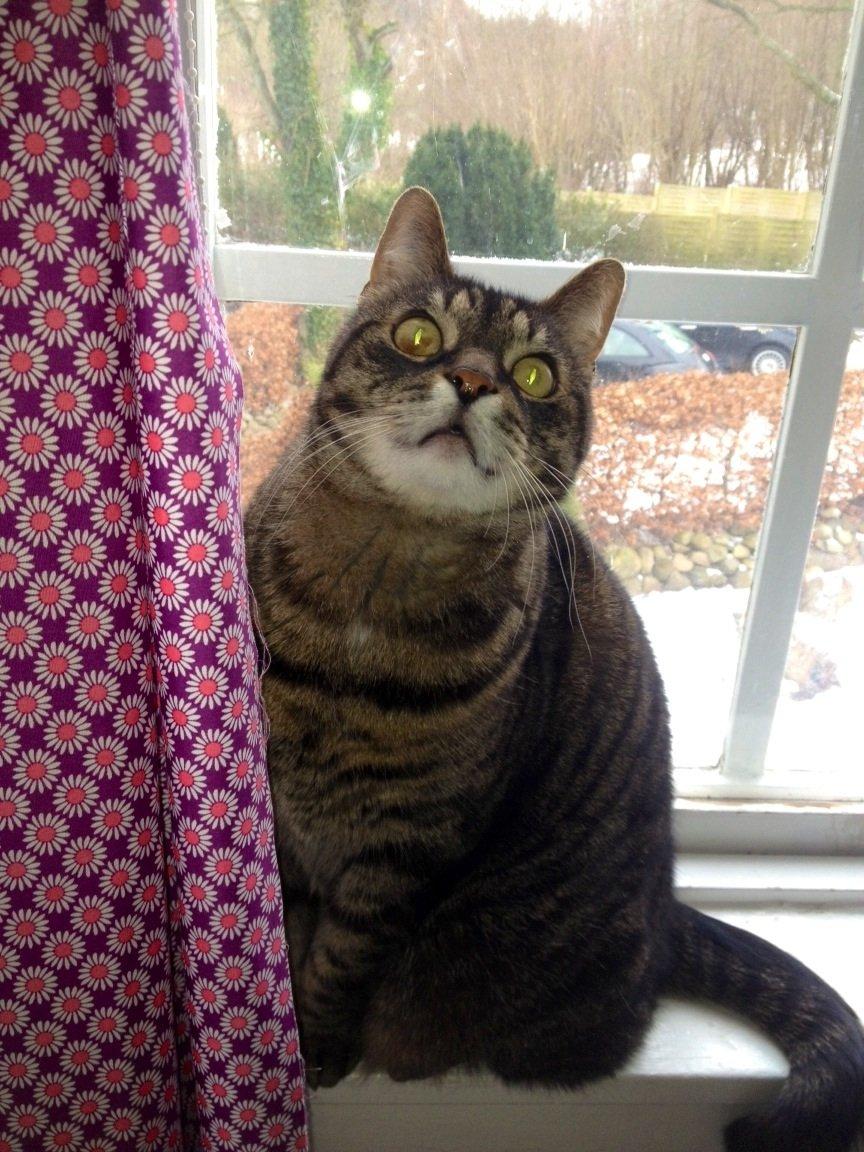 Huskat Simba billede 1