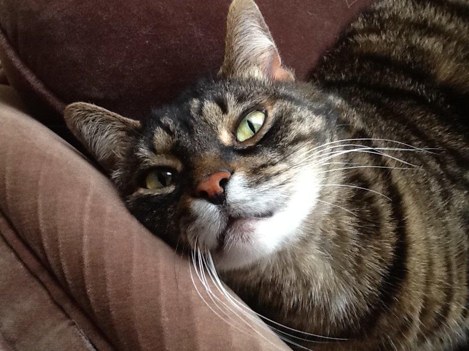 Huskat Simba billede 7