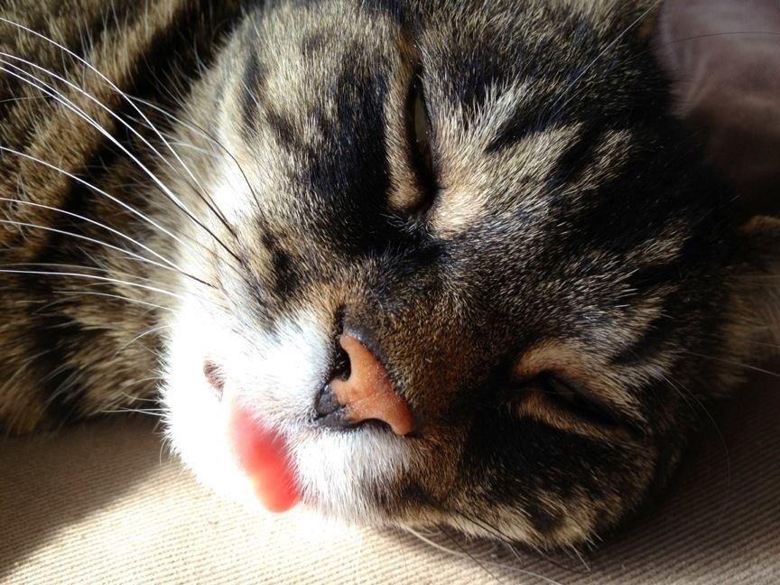 Huskat Simba billede 8