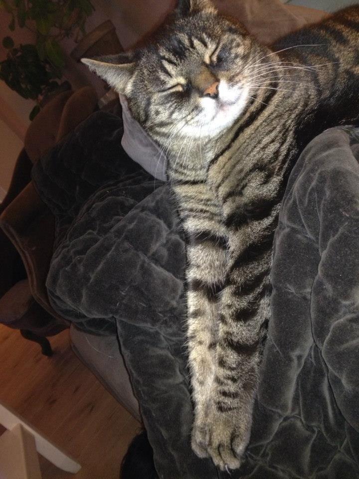 Huskat Simba billede 9