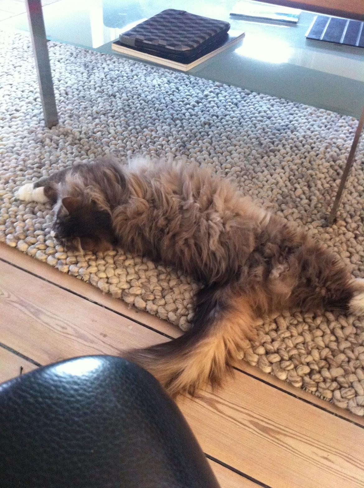 Maine Coon Athene billede 6