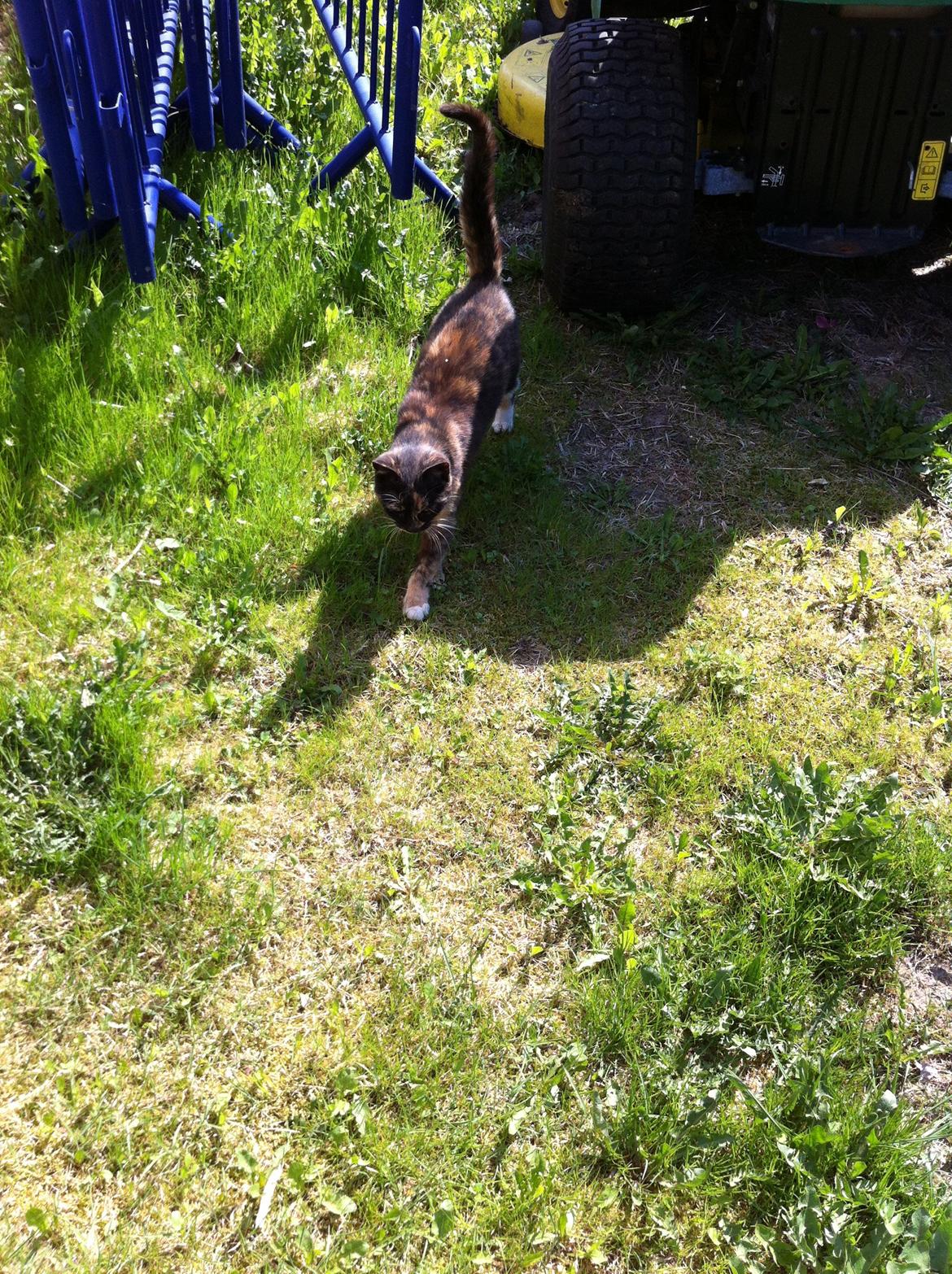 Huskat Lalle muzzes Lady mis billede 1